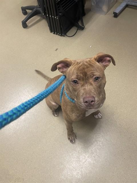 Enlarge DELIGHT, a Adoptable Pit Bull Terrier in Easton, MD image 1/1