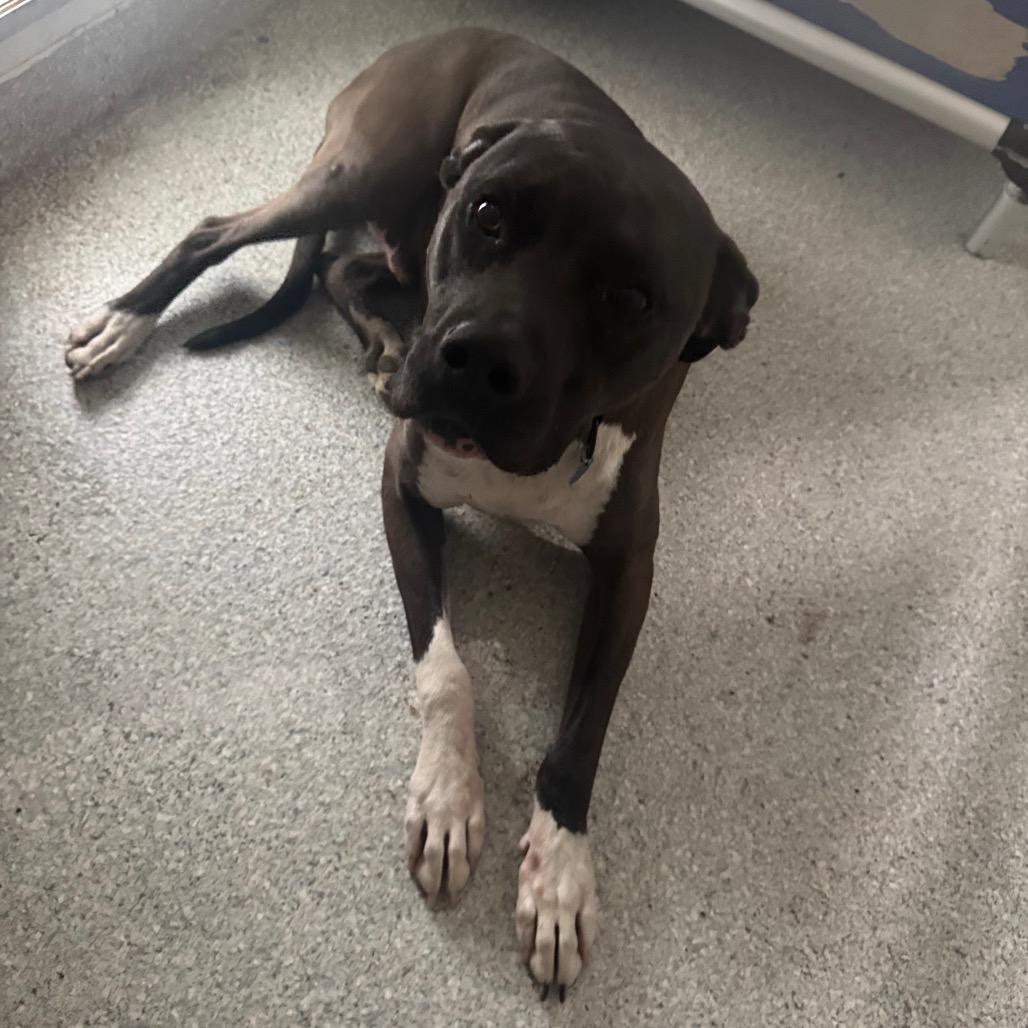 Morty, Adoptable, Adult Male Pit Bull Terrier & Mixed Breed.
