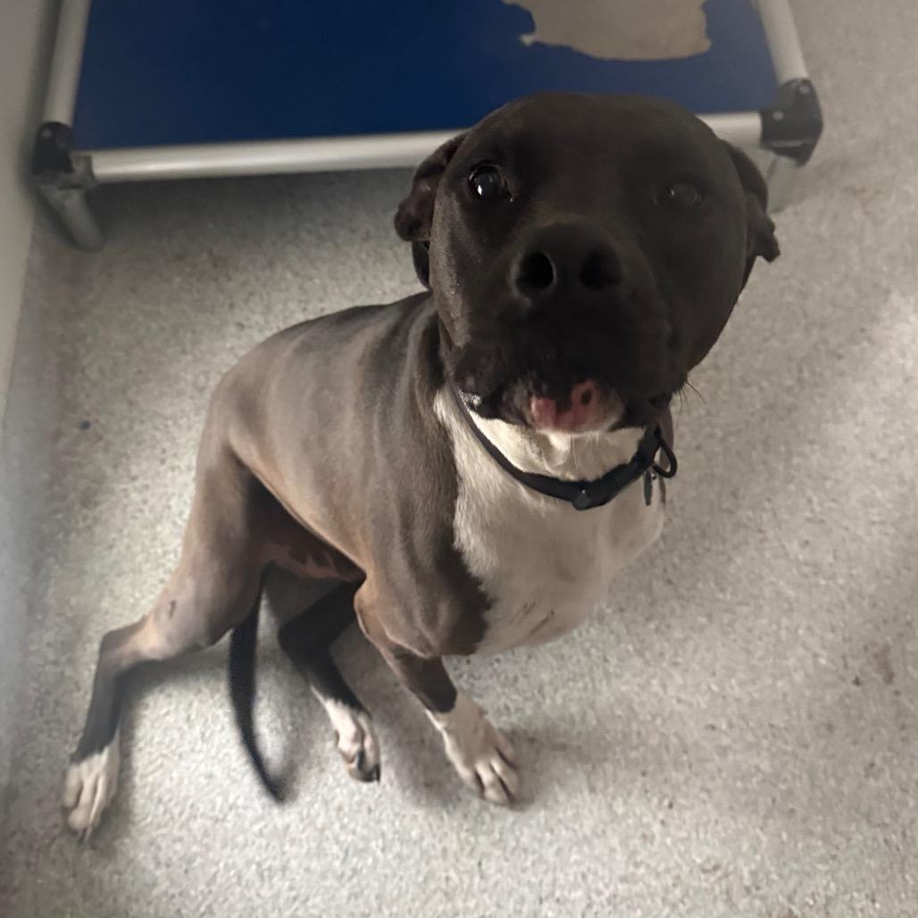 Enlarge Morty, a Adoptable mixed breed in Pineville, MO image 2/5