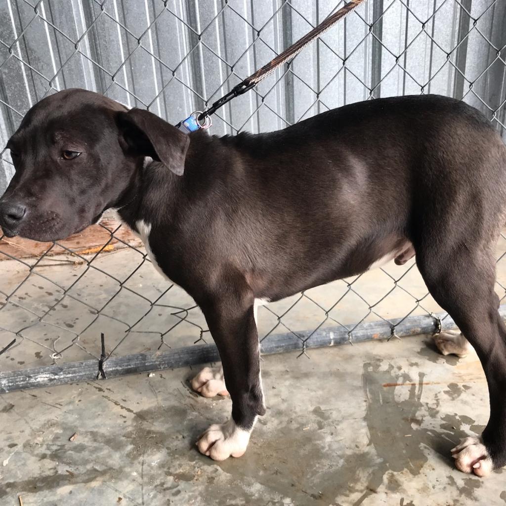 Enlarge Morty, a Adoptable mixed breed in Pineville, MO image 3/5