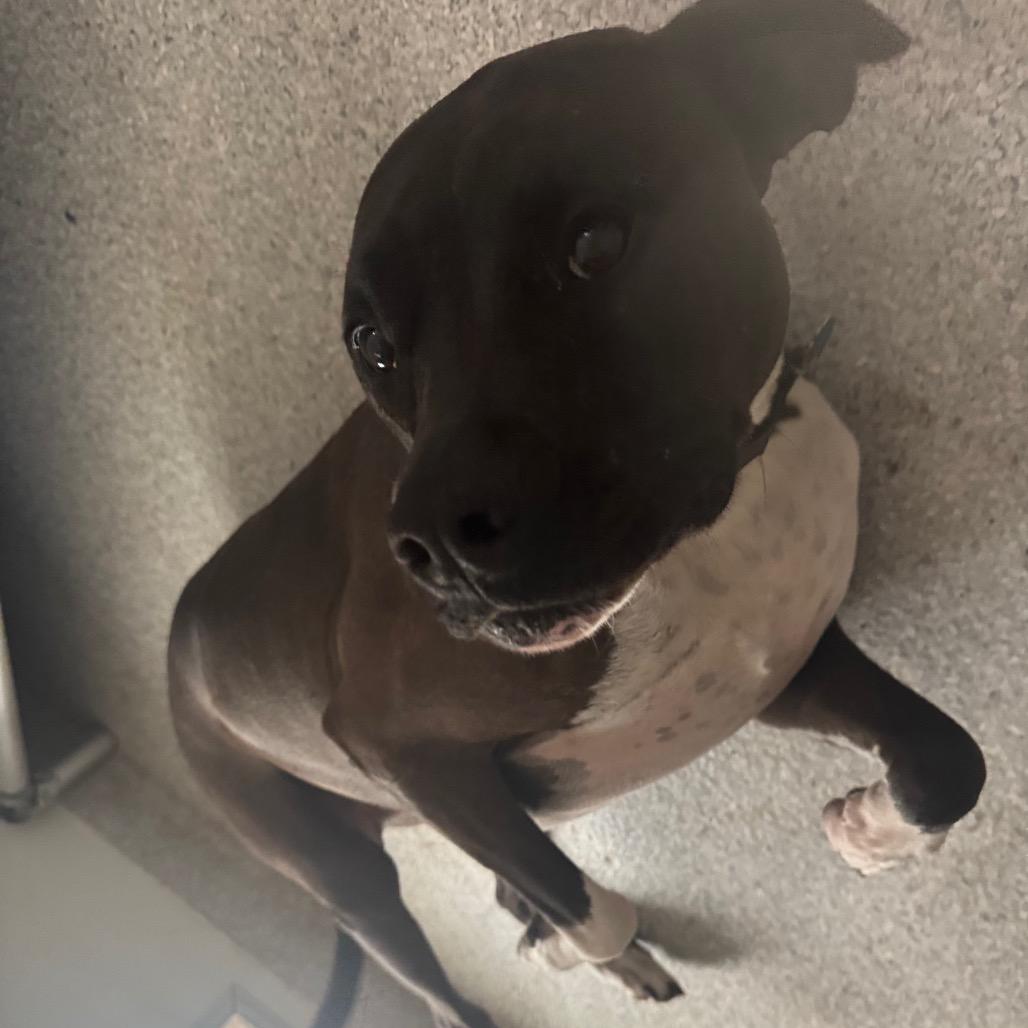 Enlarge Morty, a Adoptable mixed breed in Pineville, MO image 4/5