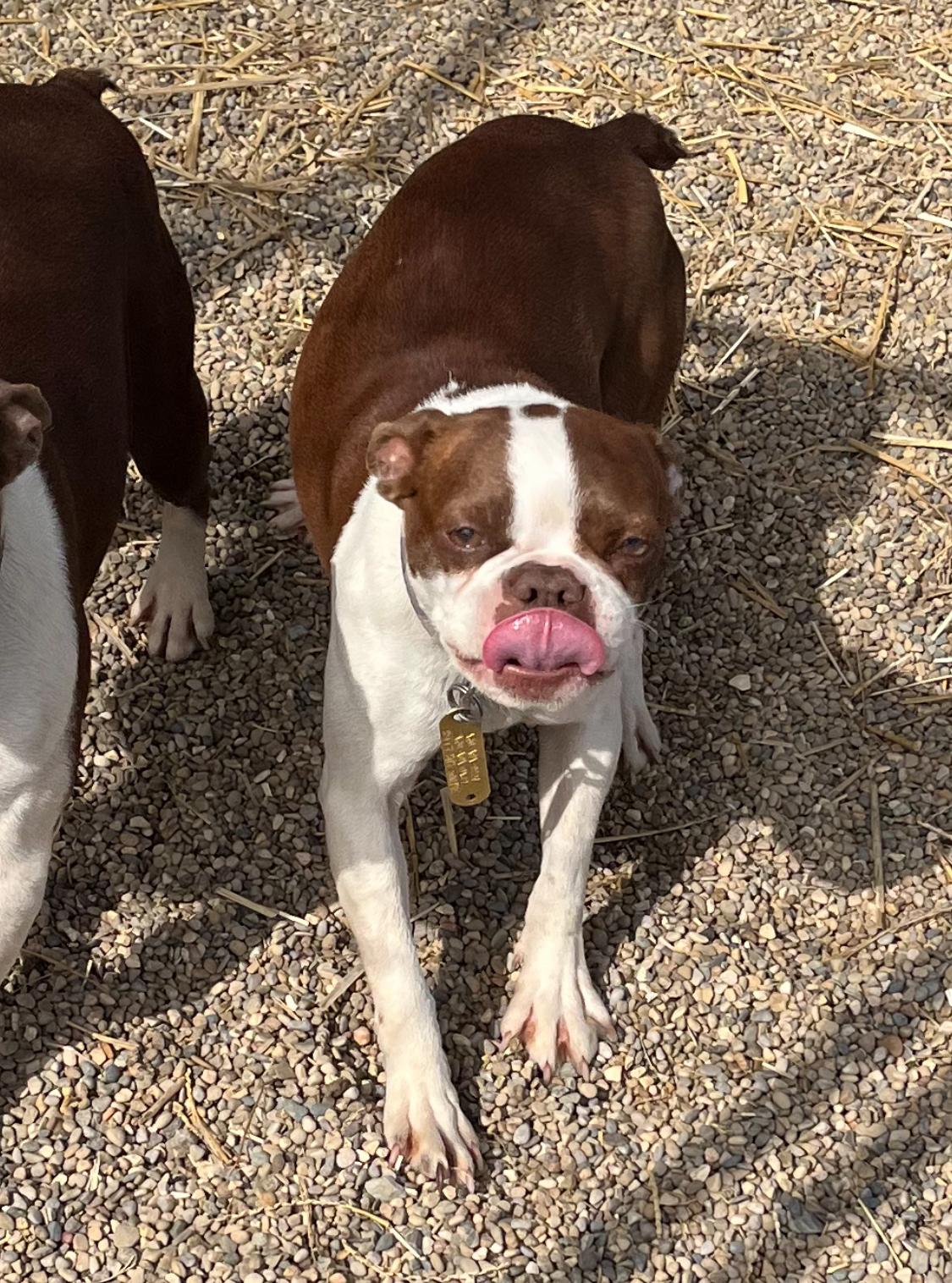 Enlarge Minnie, a ADOPTABLE Boston Terrier in Athens, OH image 1/2