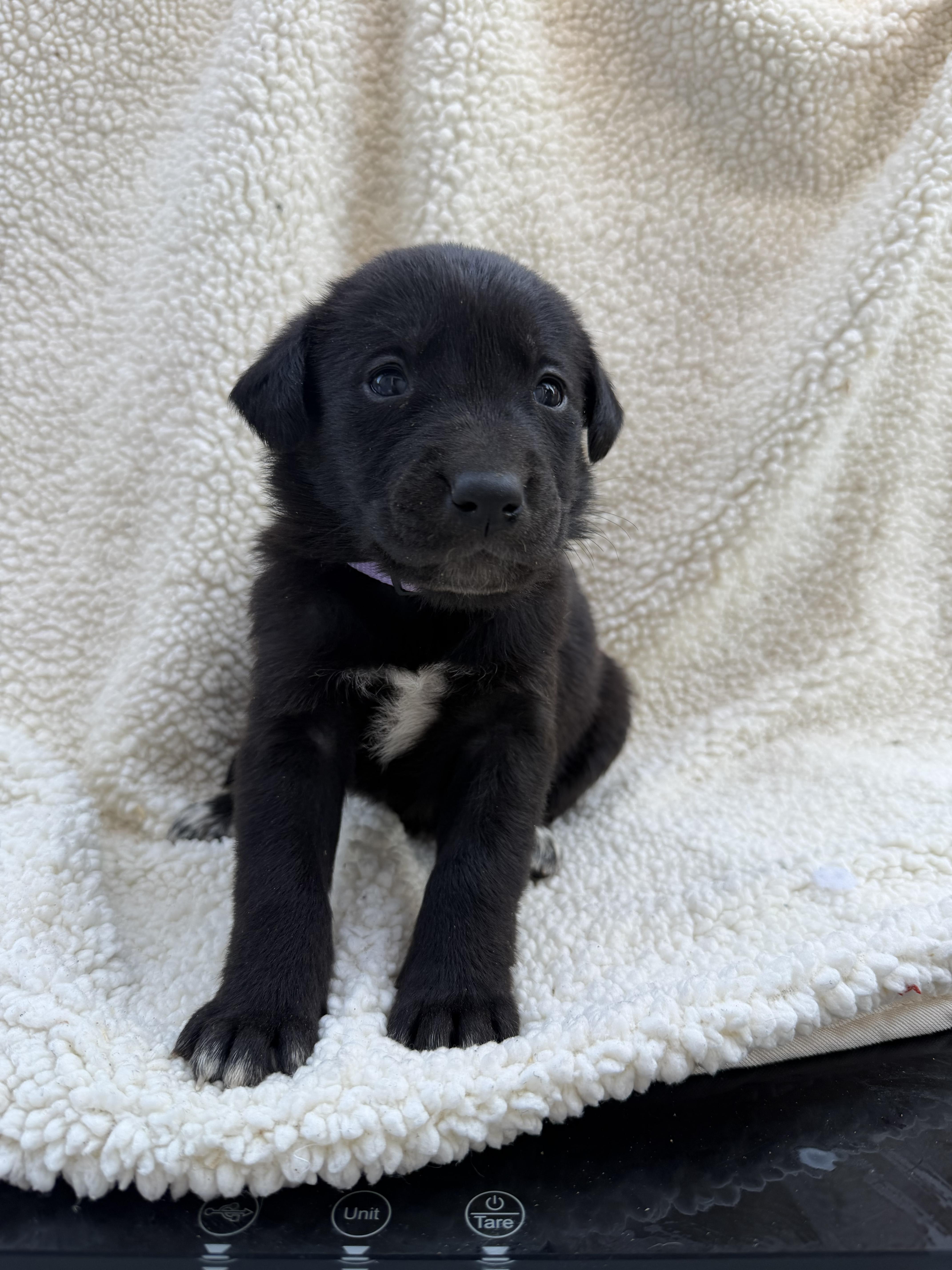 Enlarge OREO, a Adoptable mixed breed in Discovery Bay, CA image 1/2