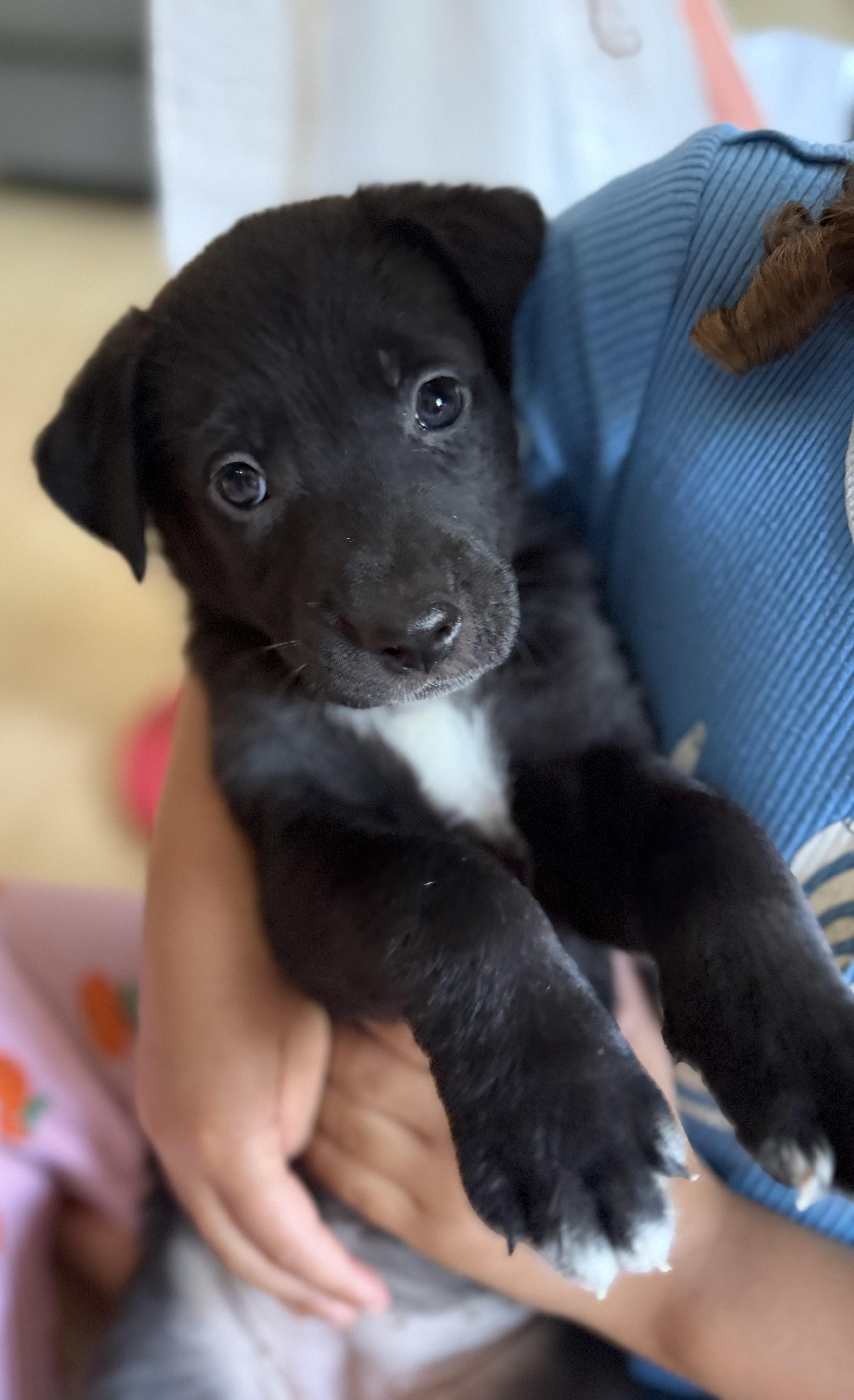 Enlarge OREO, a Adoptable mixed breed in Discovery Bay, CA image 2/2