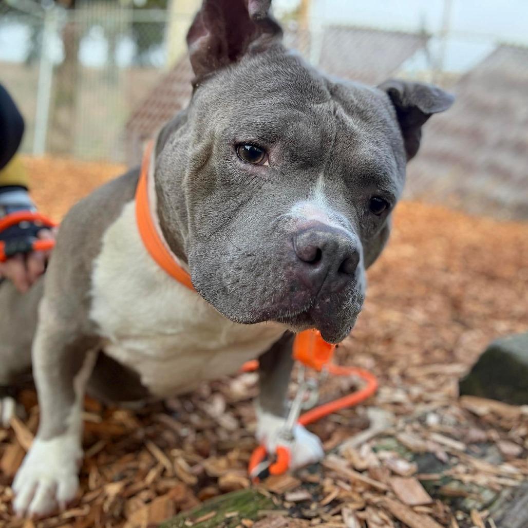 Nemo, Adoptable, Adult Male Mixed Breed.