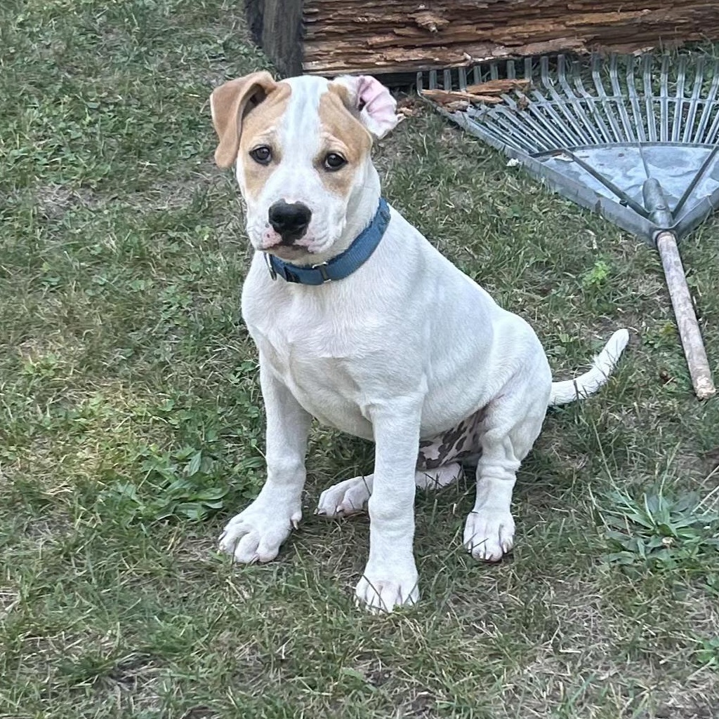 Mochi, a Adoptable mixed breed in Enfield, CT image 3/5