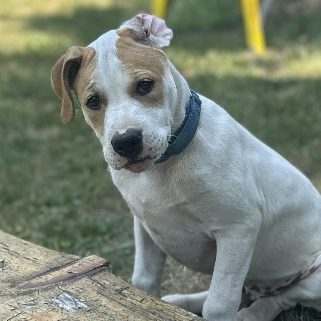 Mochi, a Adoptable mixed breed in Enfield, CT image 5/5