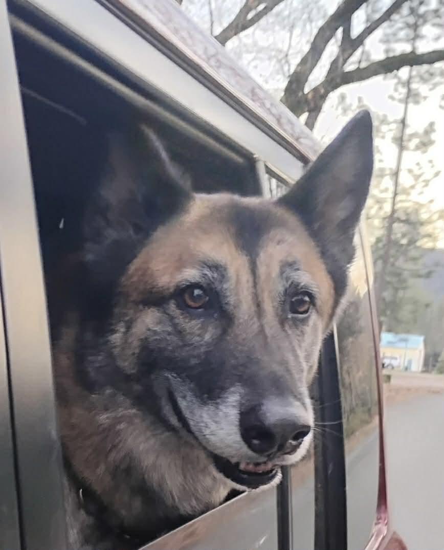 Enlarge Rusty , a Adoptable mixed breed in Oakland, CA image 4/6
