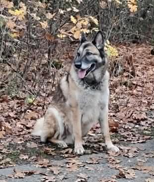 Enlarge Rusty , a Adoptable mixed breed in Oakland, CA image 5/6
