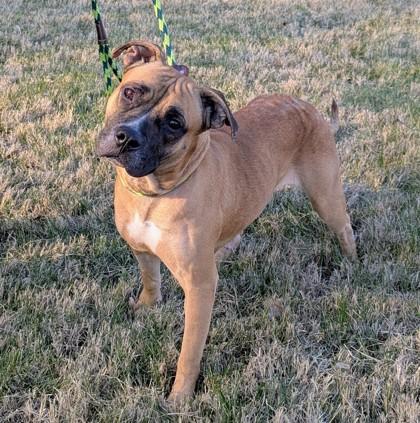 Lady, Adoptable, Adult Female Mixed Breed & Mixed Breed.