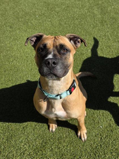 Enlarge Lady, a Adoptable mixed breed in Independence, MO image 1/3
