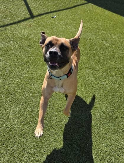 Enlarge Lady, a Adoptable mixed breed in Independence, MO image 2/3
