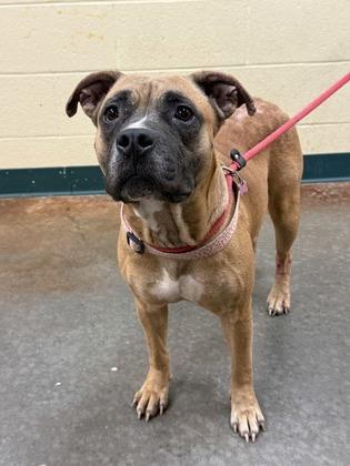 Lady, a Adoptable mixed breed in Independence, MO image 2/2