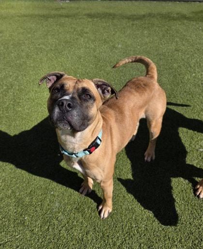 Enlarge Lady, a Adoptable mixed breed in Independence, MO image 3/3