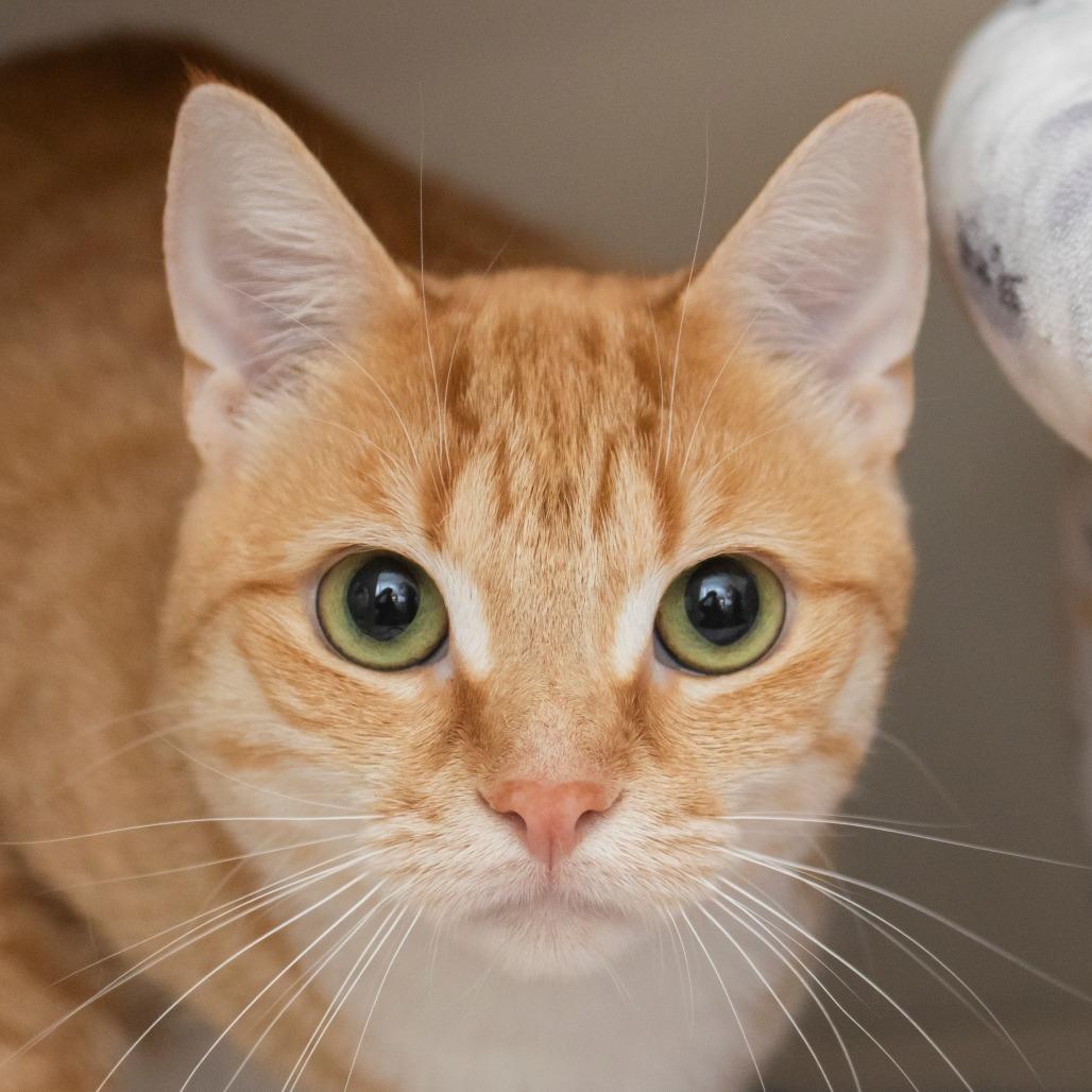 Kiara, Adoptable, Young Female Domestic Short Hair.