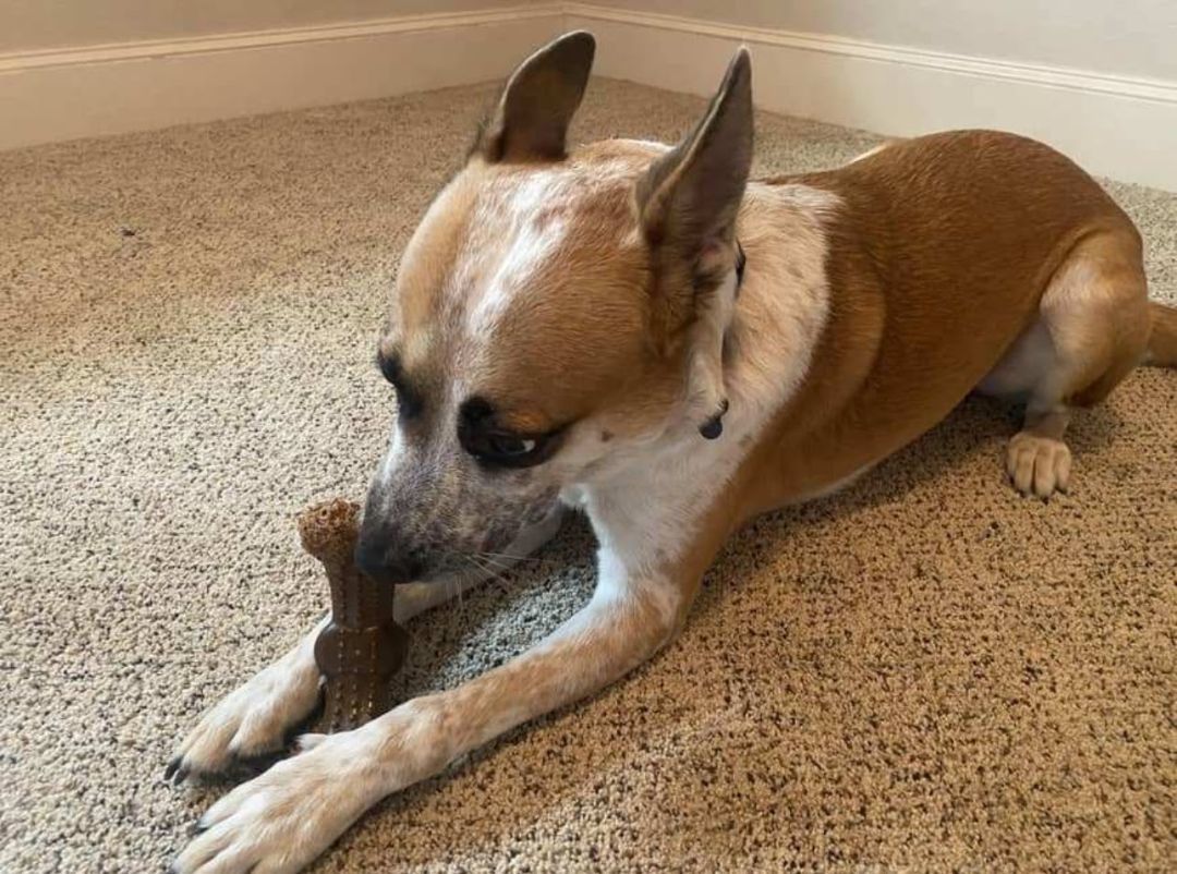 Sparty (Courtesy Listing), Adoptable, Young Male Australian Cattle Dog / Blue Heeler.