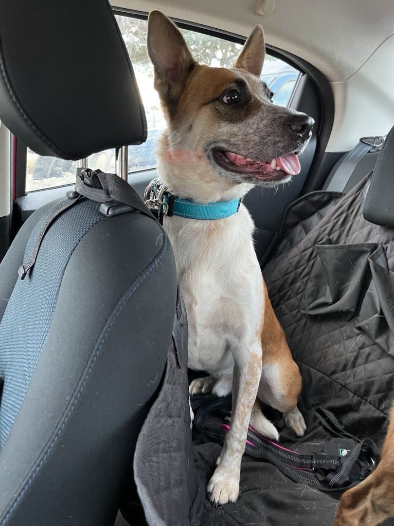 Enlarge Sparty (Courtesy Listing), a Adoptable mixed breed in Weatherford, TX image 2/2