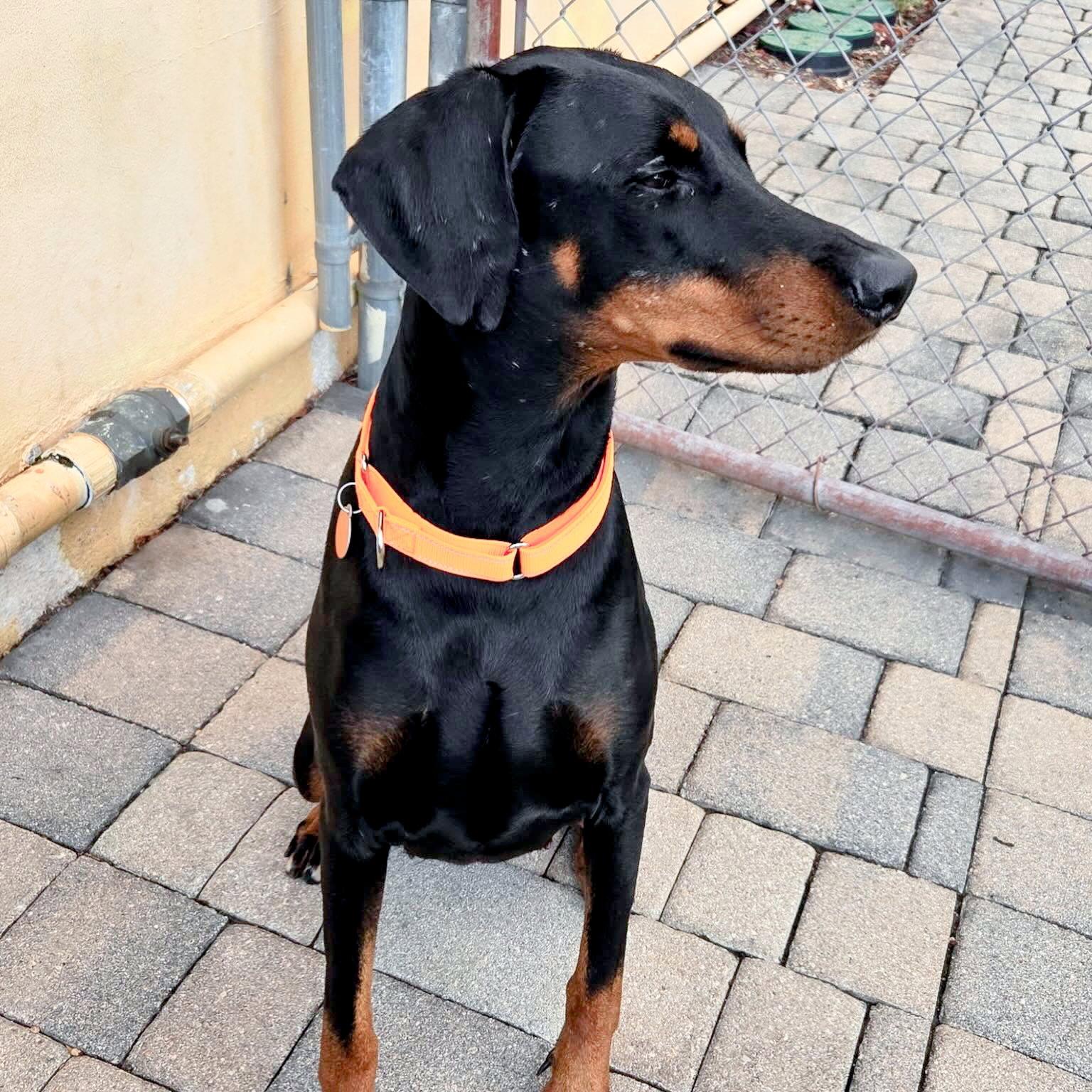 Dona 3589, a Adoptable Doberman Pinscher in Oakland Park, FL image 1/3