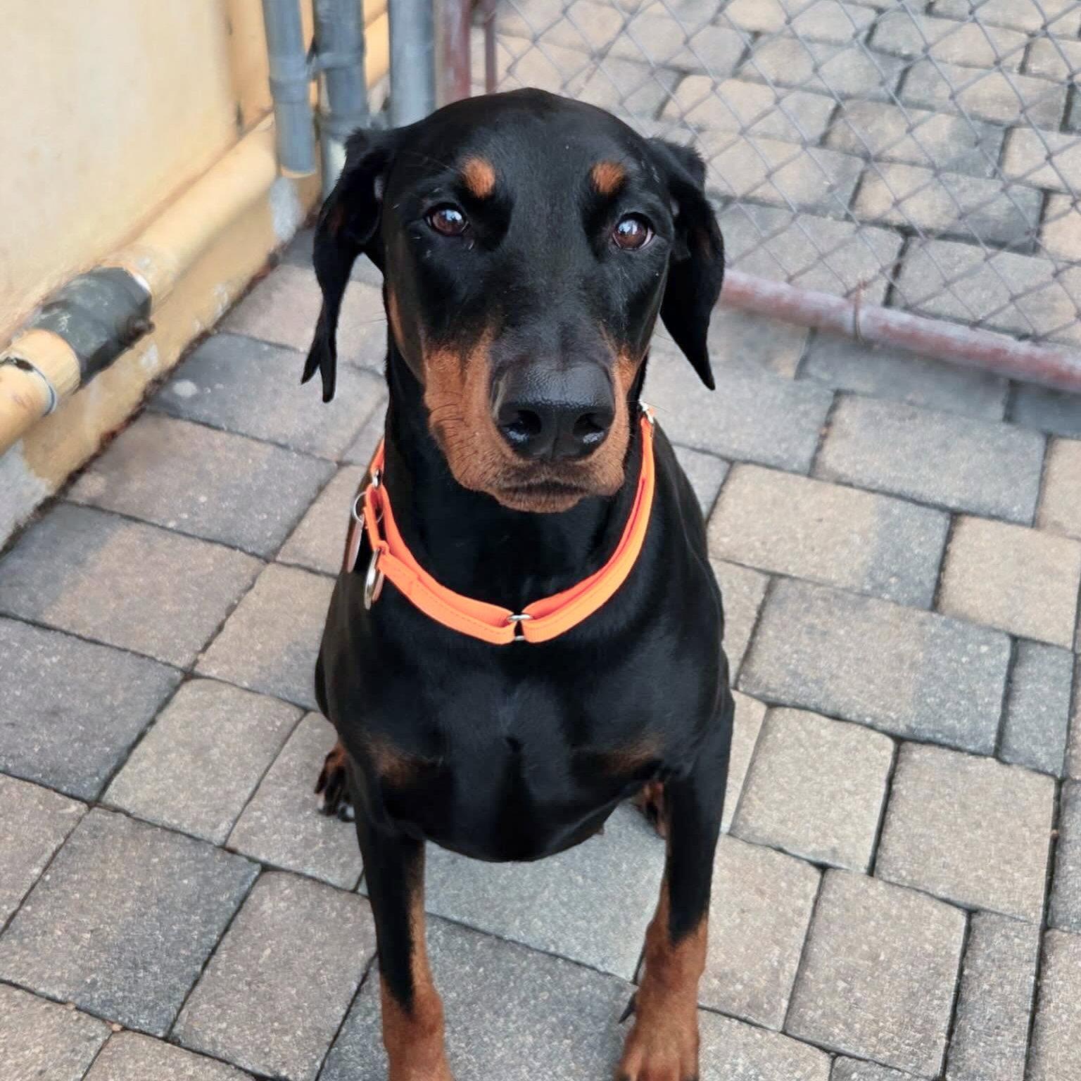 Dona 3589, a Adoptable Doberman Pinscher in Oakland Park, FL image 2/3