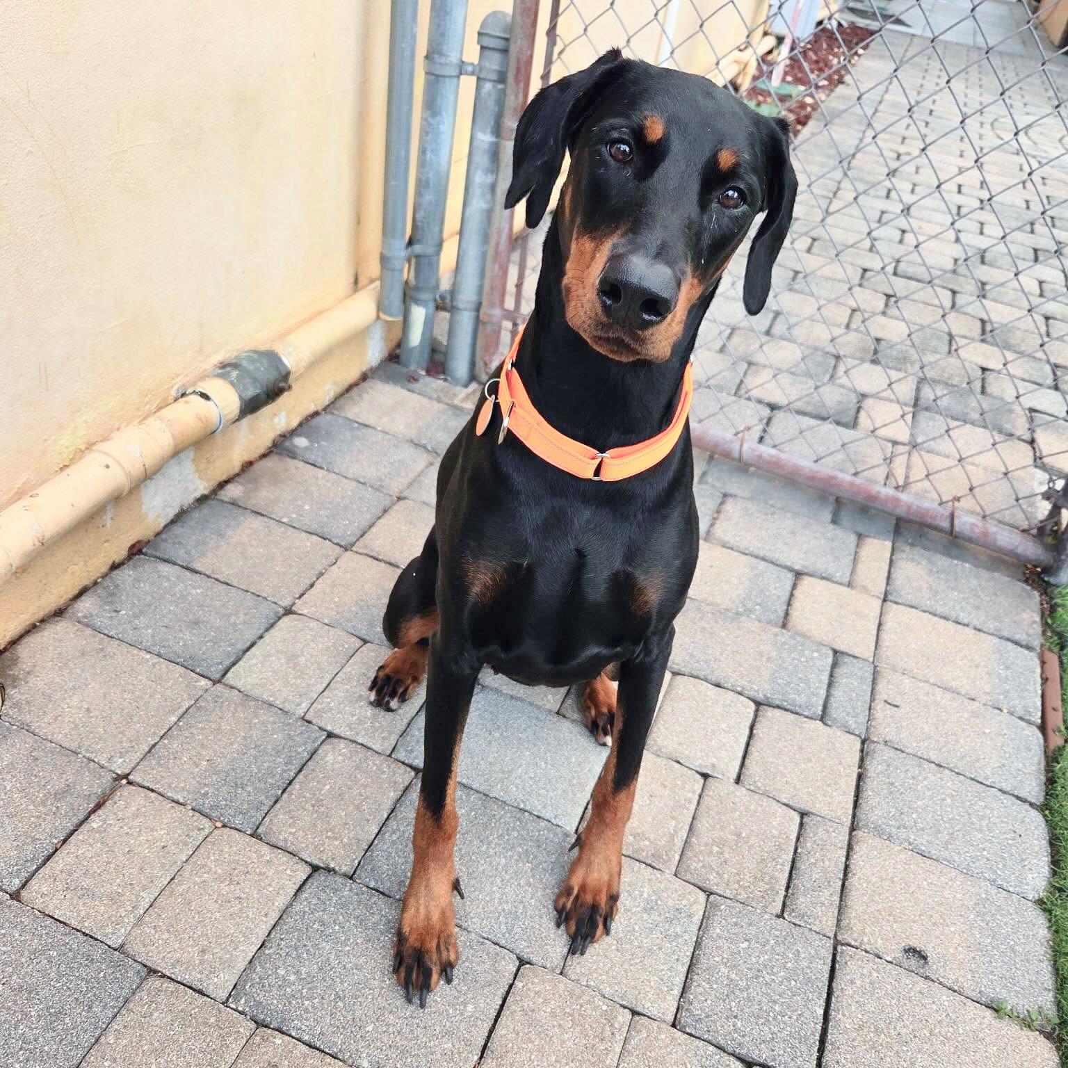 Dona 3589, a Adoptable Doberman Pinscher in Oakland Park, FL image 3/3