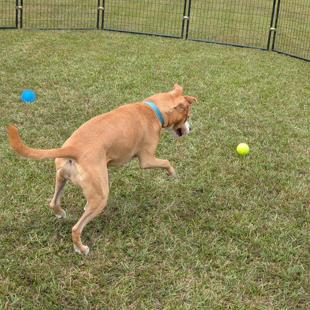 Bonnie 04-2230, Adoptable, Adult Female Boxer & Pit Bull Terrier.