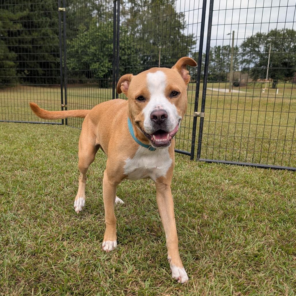 Enlarge Bonnie 04-2230, a Adoptable mixed breed in Tyrone, GA image 2/6