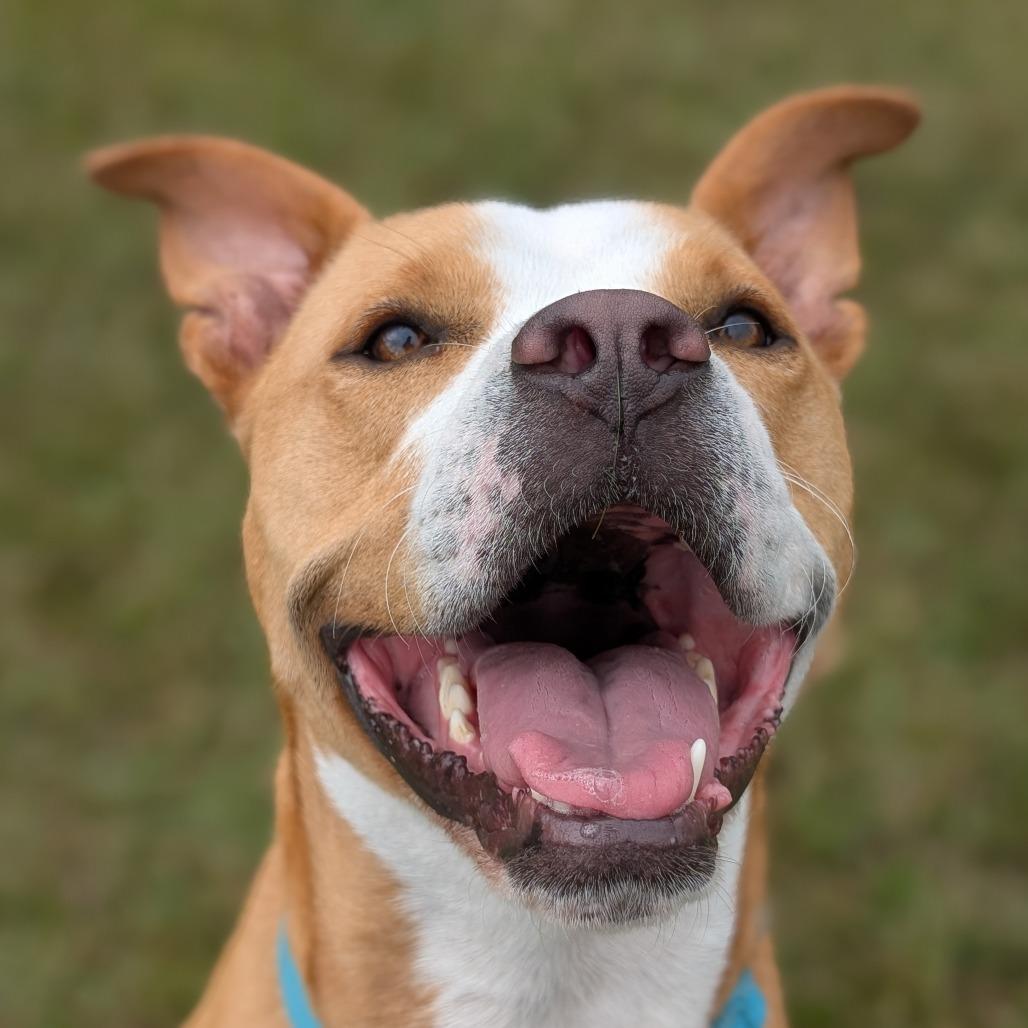 Enlarge Bonnie 04-2230, a Adoptable mixed breed in Tyrone, GA image 3/6