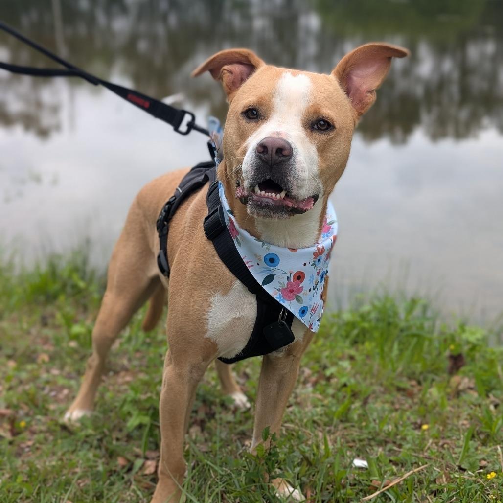 Enlarge Bonnie 04-2230, a Adoptable mixed breed in Tyrone, GA image 4/6