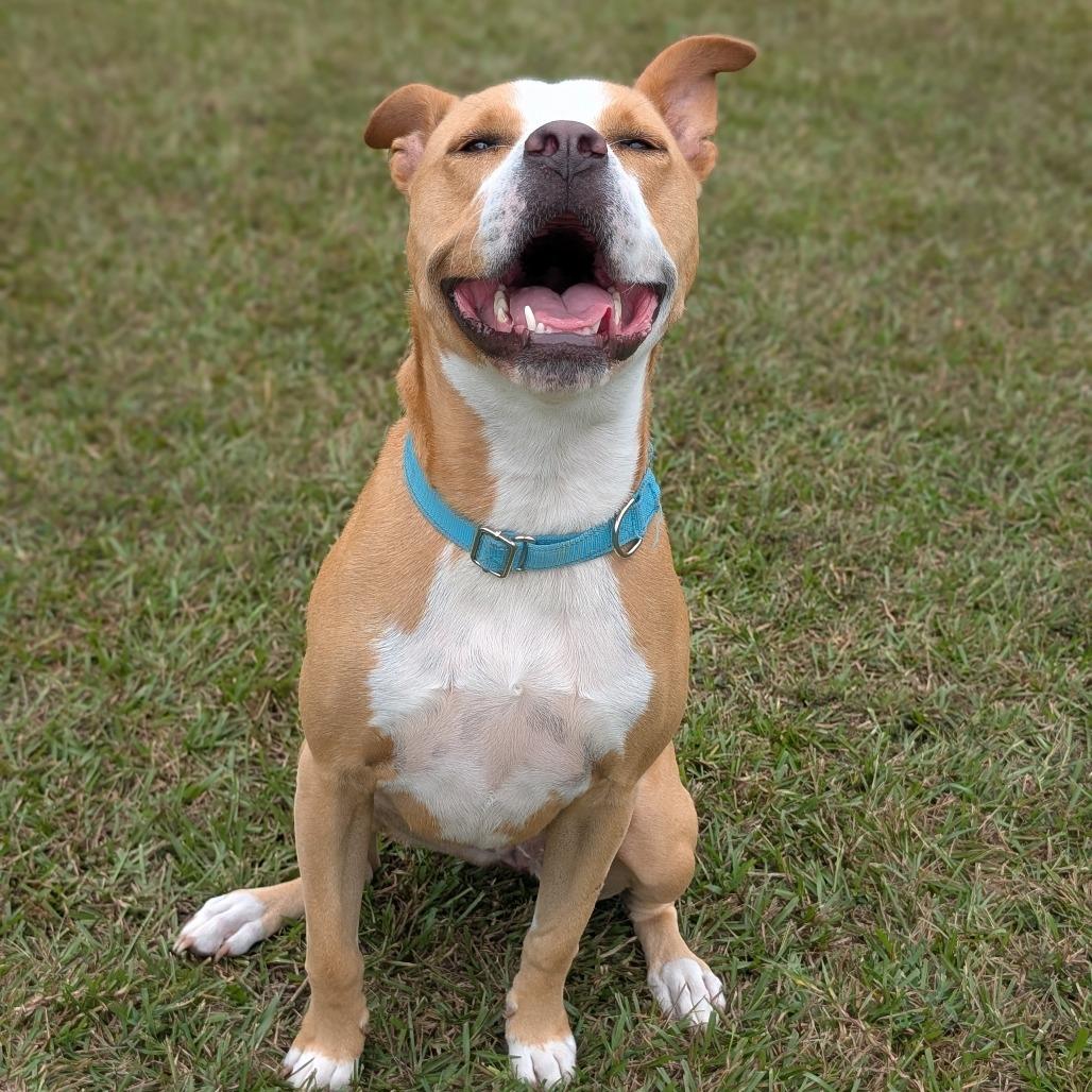 Enlarge Bonnie 04-2230, a Adoptable mixed breed in Tyrone, GA image 5/6