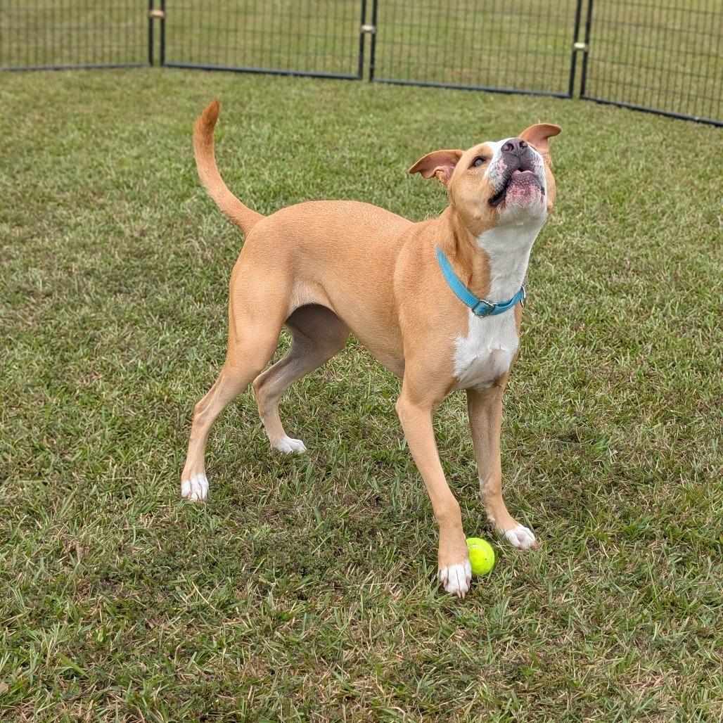 Enlarge Bonnie 04-2230, a Adoptable mixed breed in Tyrone, GA image 6/6