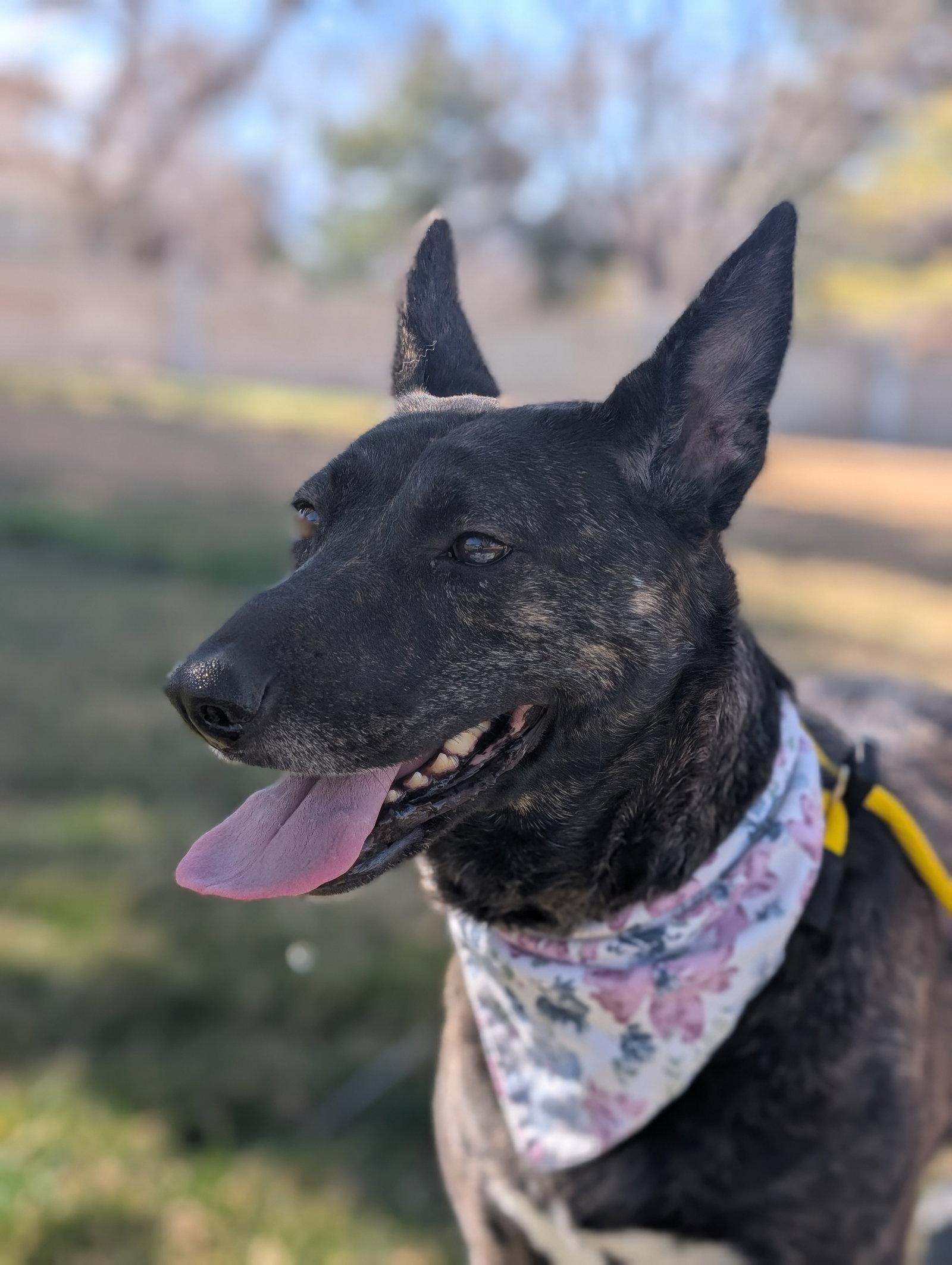 Indu, Adoptable, Adult Female Dutch Shepherd & Cattle Dog.