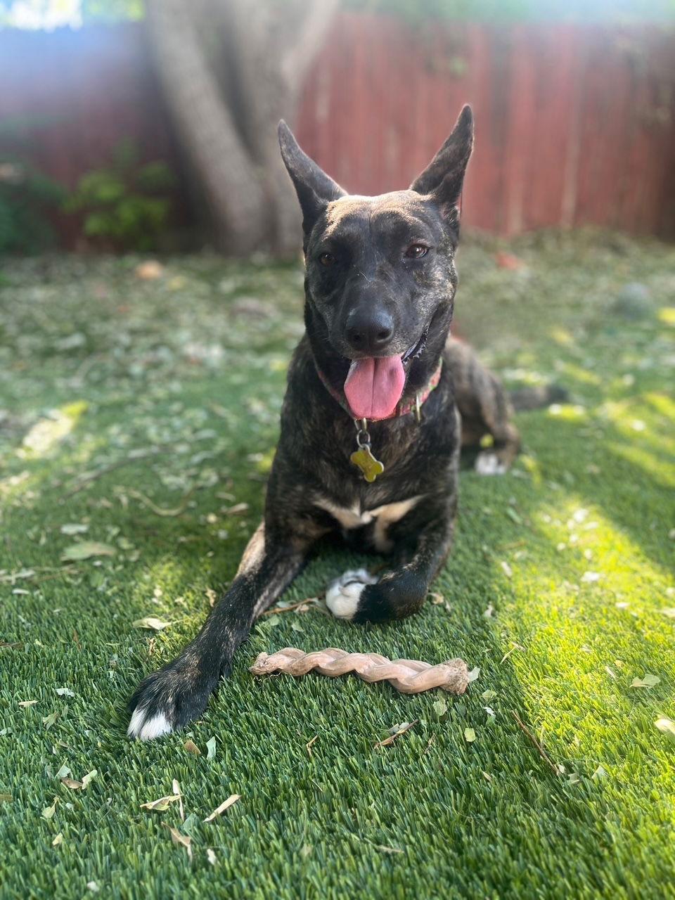Indu, Adoptable, Adult Female Dutch Shepherd & Cattle Dog.