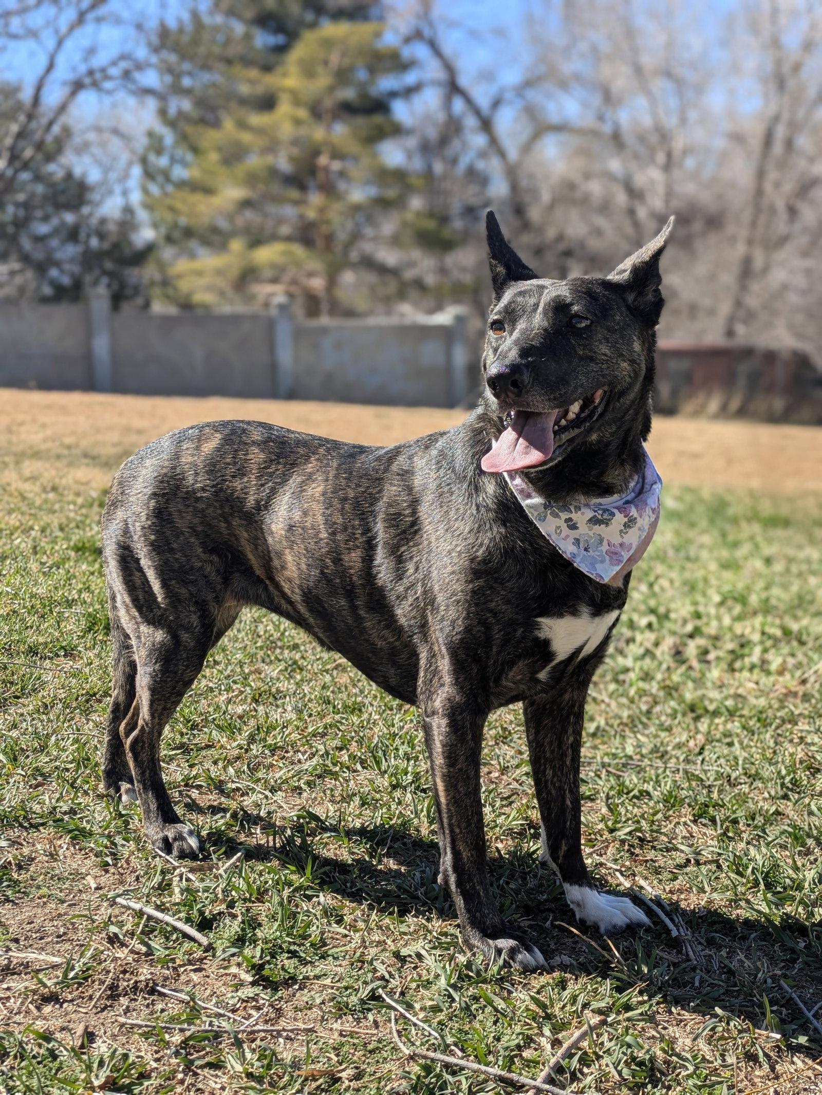 Enlarge Indu, a Adoptable mixed breed in Salt Lake City, UT image 2/3