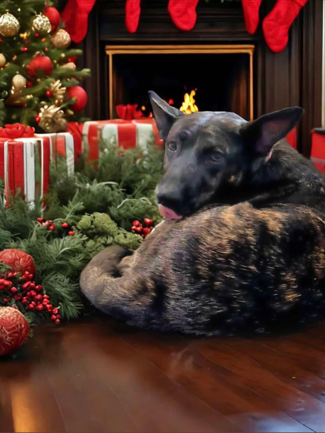 Indu, Adoptable, Adult Female Dutch Shepherd & Cattle Dog.