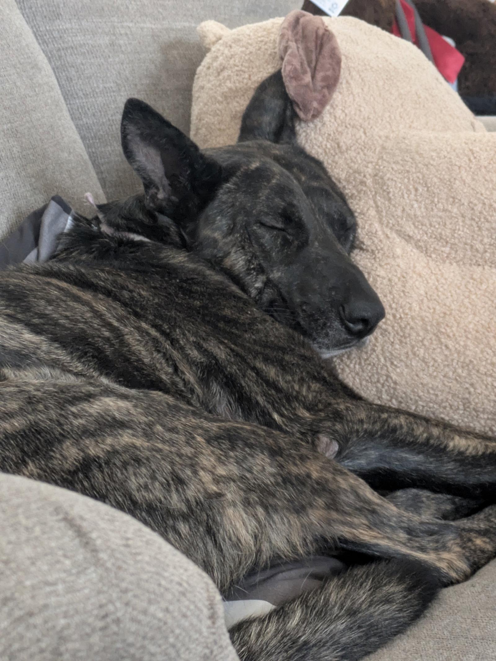 Enlarge Indu, a Adoptable mixed breed in Salt Lake City, UT image 3/3