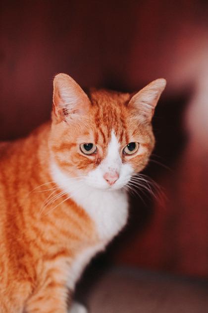 89252a Chloe, Adoptable, Adult Female Domestic Short Hair & Domestic Short Hair.