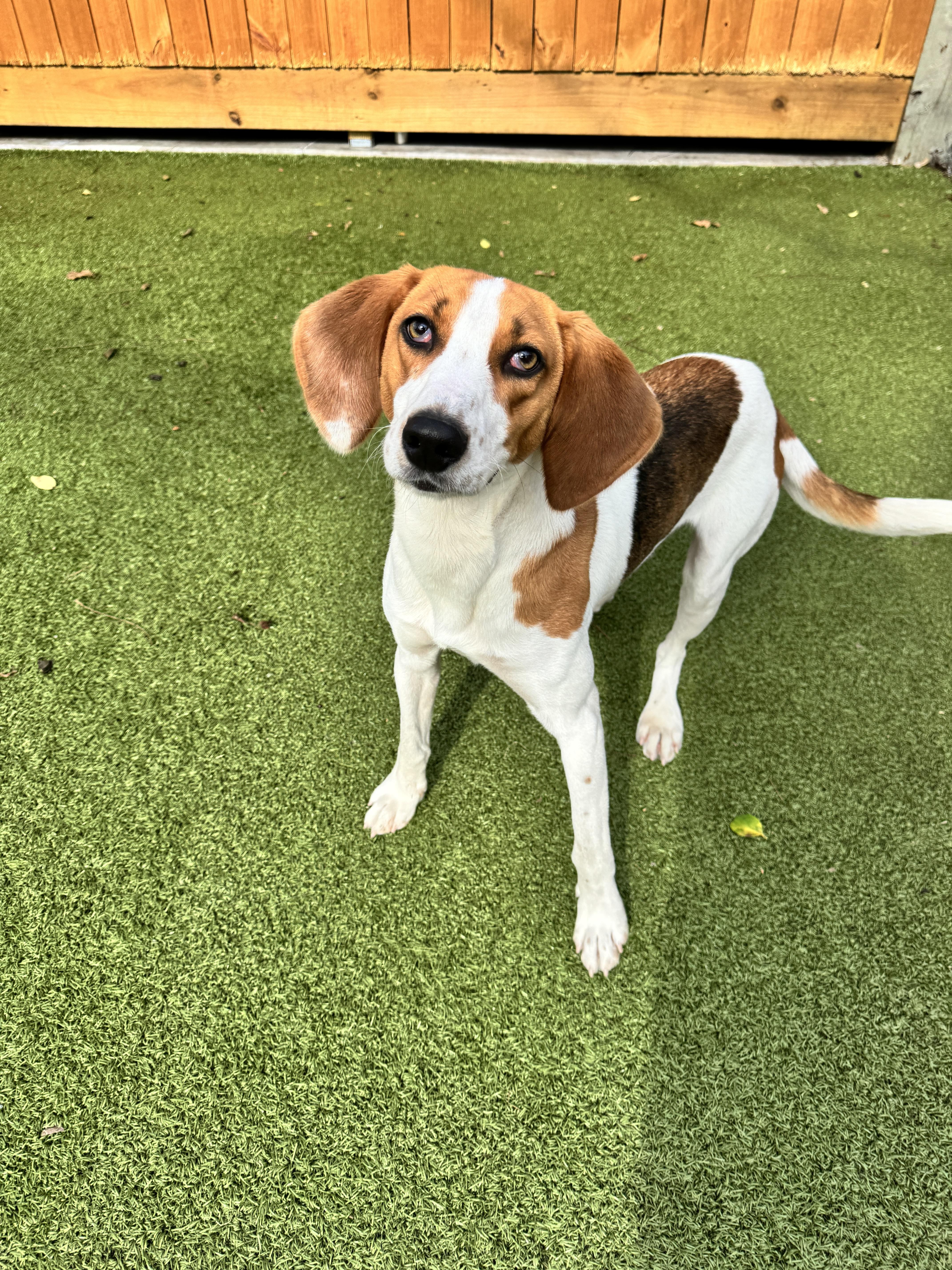 Enlarge Ranger, a Adoptable Hound in silver spring, MD image 1/1