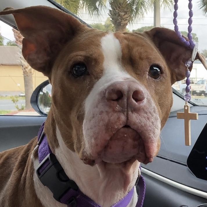 Mary Jane, Adoptable, Senior Female Mixed Breed.