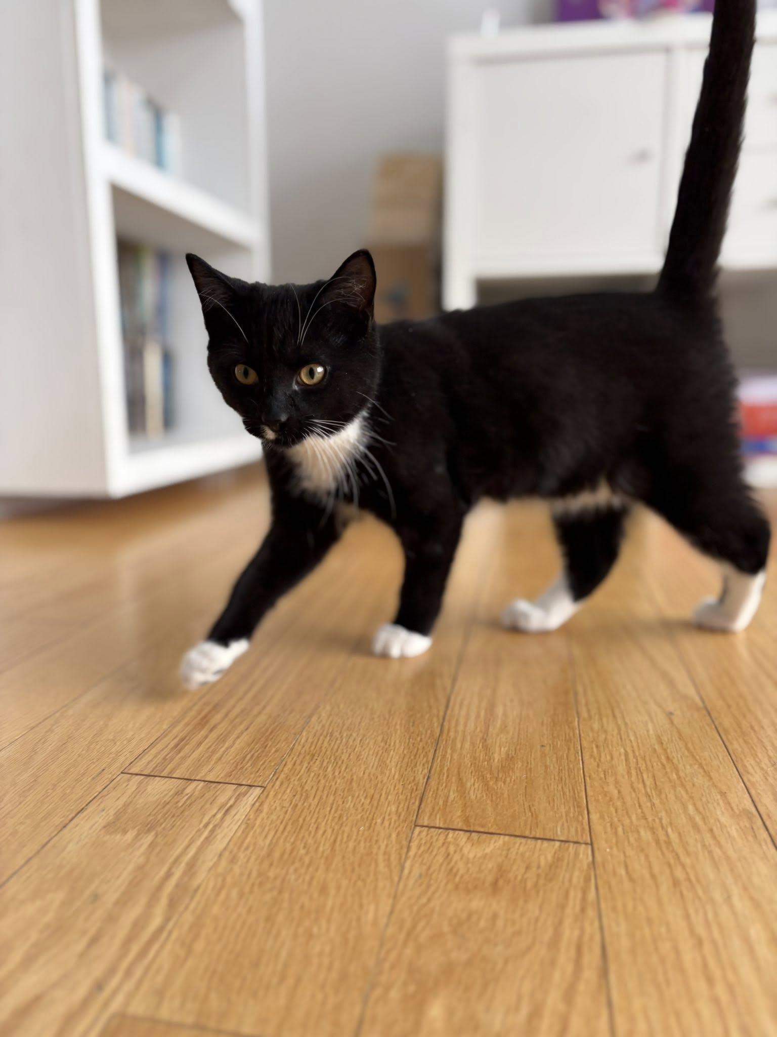 Enlarge Vancouver, a Adoptable Domestic Short Hair in Orleans, ON image 2/3