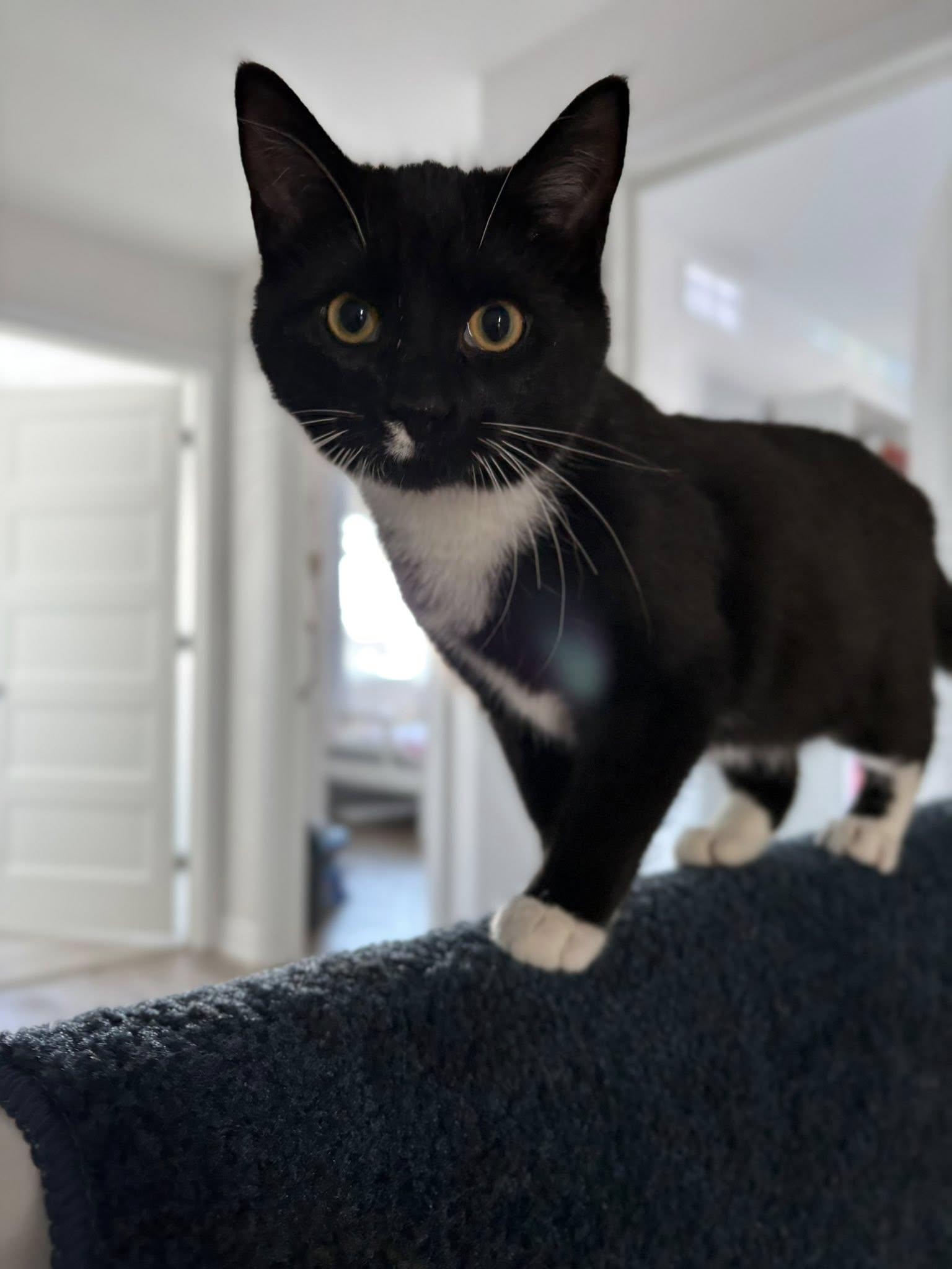 Enlarge Vancouver, a Adoptable Domestic Short Hair in Orleans, ON image 3/3