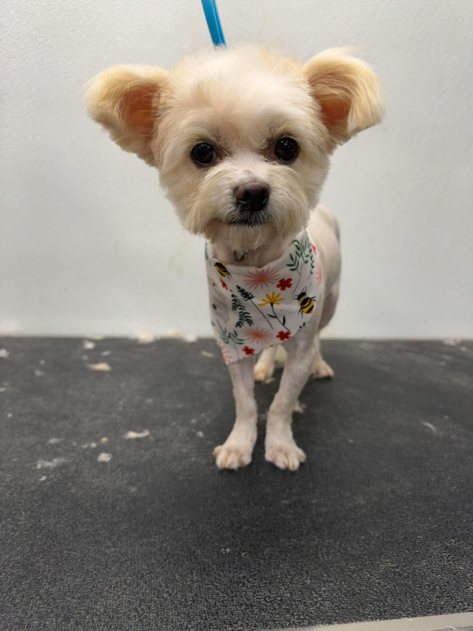 MILEY 425, Adoptable, Adult Female Terrier.