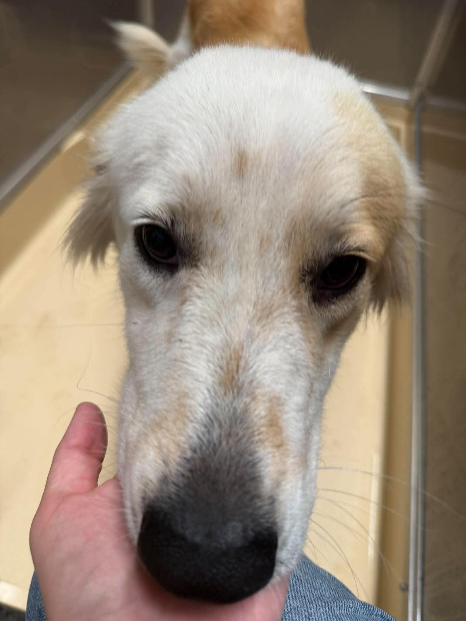 Enlarge angel, a Adoptable mixed breed in Burgaw, NC image 1/2