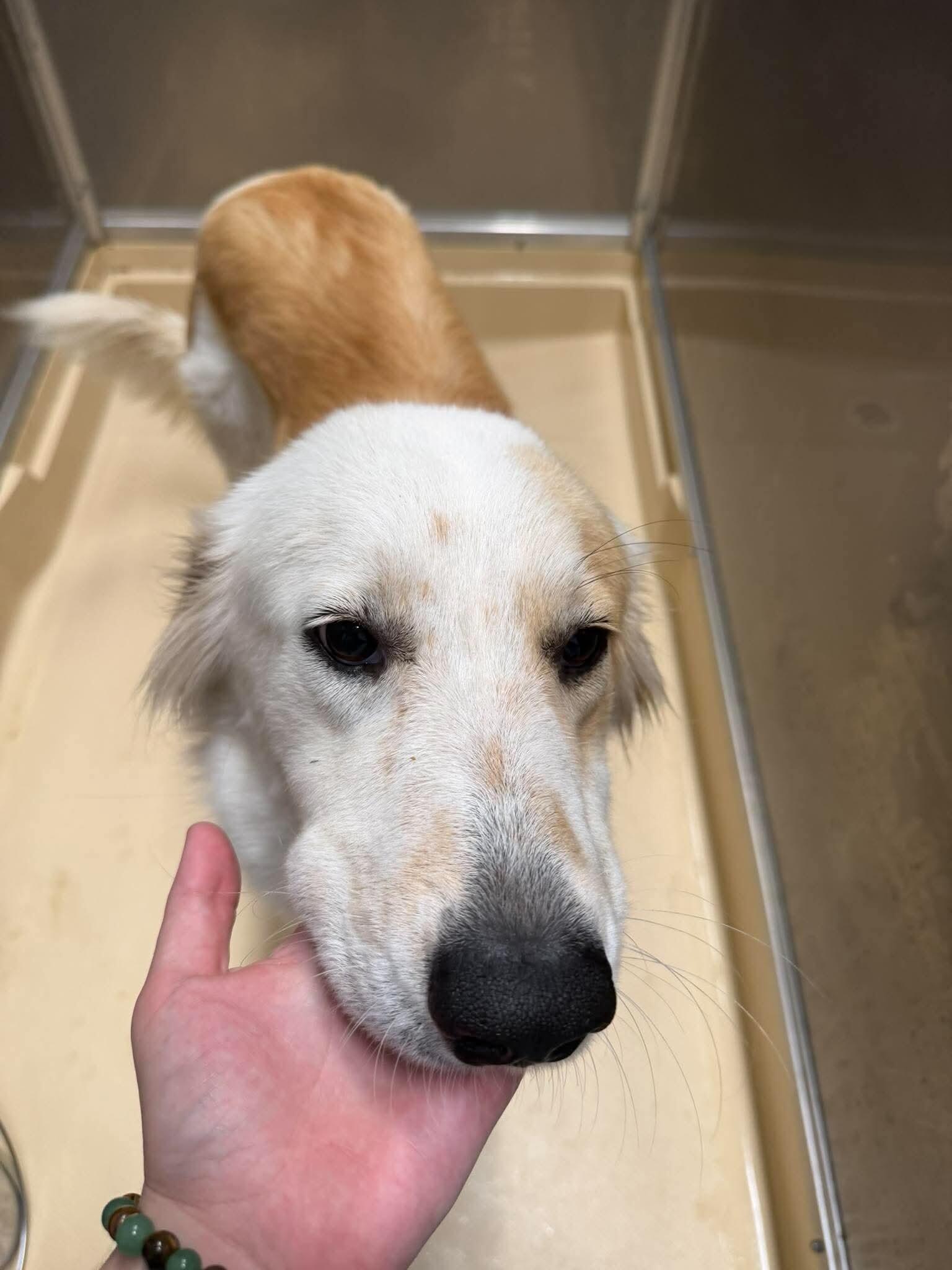 Enlarge angel, a Adoptable mixed breed in Burgaw, NC image 2/2