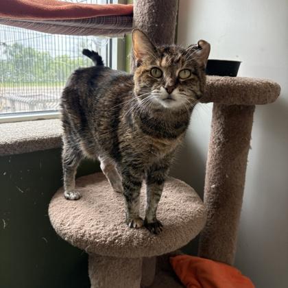 Lizzy, a Adoptable Domestic Short Hair in Janesville, WI image 1/2