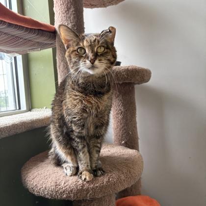 Lizzy, a Adoptable Domestic Short Hair in Janesville, WI image 2/2