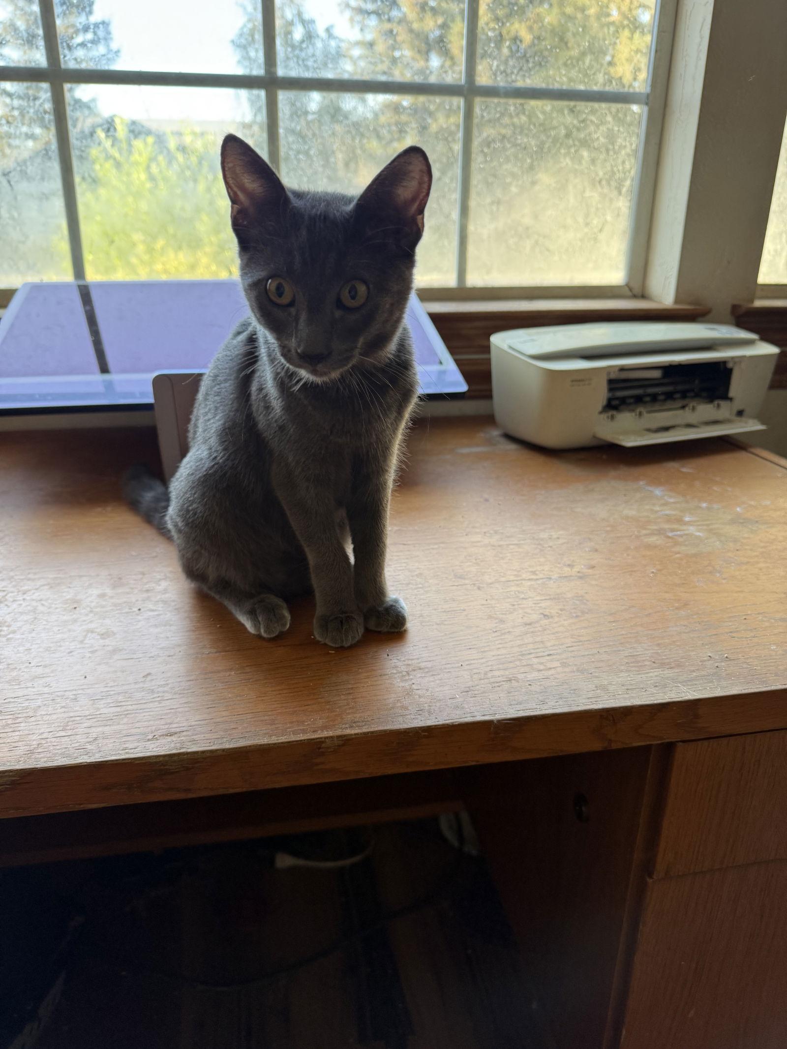 Emmett, Adopted, Kitten Male Domestic Short Hair.