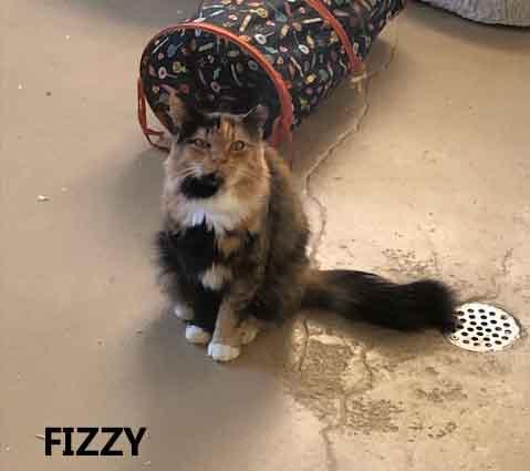 Fizzy, adopted, Adult Female Calico.