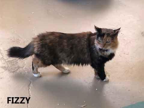 Fizzy, an adopted Calico in Washington, GA image 2/3