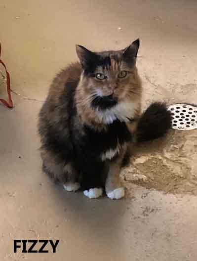 Fizzy, an adopted Calico in Washington, GA image 3/3