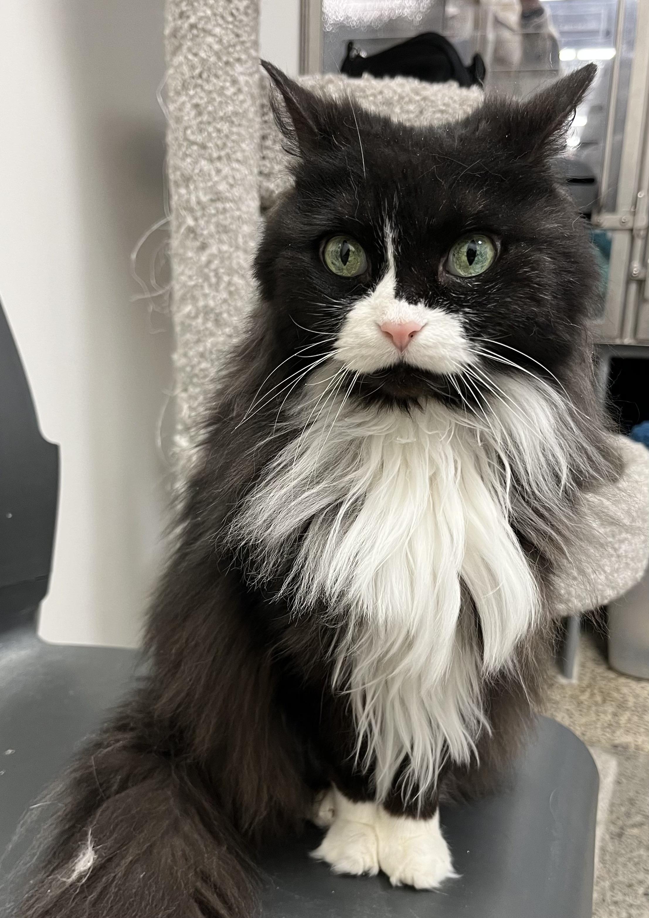 Mittens, a Adoptable Domestic Long Hair in Pickering, ON image 3/3